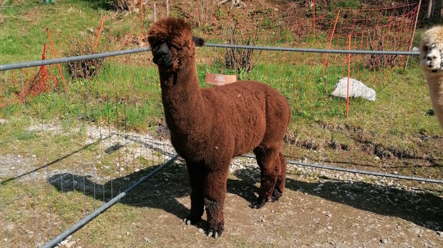 Huacaya-Deckhengst in Bayern